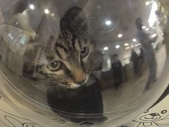 -美联众合动物医院·24h转诊中心