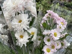 -上海鲜花港