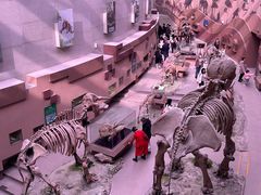 -陕西自然博物馆