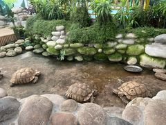 -南宫五洲植物乐园