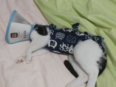 -美联众合动物医院(·中兽医·疑难杂症·严家桥分院)