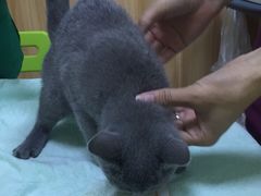 -瑞鹏宠物医院·夜间急症·心超·猫科(祖庙分店)