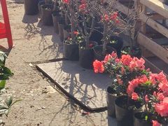 -中环花鸟鱼虫市场