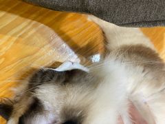 -藏猫猫咖啡主题馆(中央大道店)