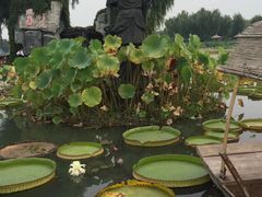 -白洋淀景区