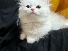 -达爱动物医院·犬猫分区·CT·复杂眼科(远洋山水分院)