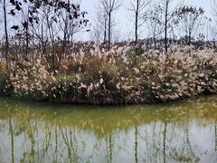 -白鹭湾湿地公园