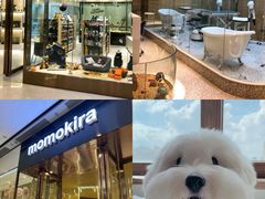 -momokira米努特·德文卷毛猫·棉花面纱犬