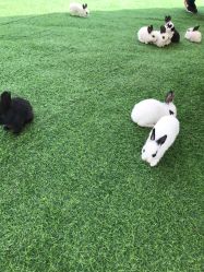 -萌宠亲子动物乐园(槐房万达店)