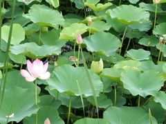 -羊亭河湿地公园