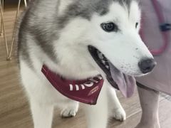 -Husky Go! 哈士奇体验馆·宠物咖啡厅狗咖