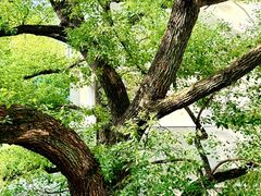 -湖北美术学院(昙华林校区)