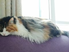-纳吉亚猫专科动物诊疗中心(蒋宅口分院)