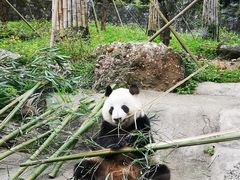 -都江堰中华大熊猫苑