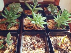 iphone_upload_pic-田园东方蜜桃村的田野营地