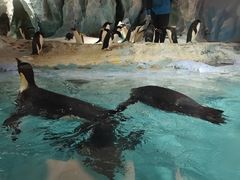 -帝企鹅自助餐厅•儿童岛•真企鹅(长隆企鹅酒店)