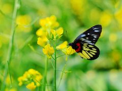 -光明小镇欢乐田园