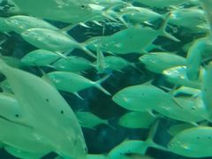 -上海海洋水族馆