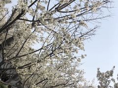 -杭州湾海上花田景区