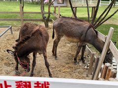 -金鸡湖桃花岛