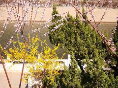 -桃花堤公园