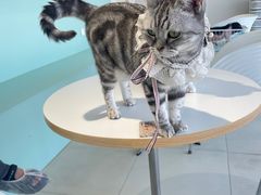 -怪兽屋·羊驼·猫咖·狗咖(俊华广场店)