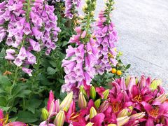 -福田红树林生态公园