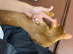 -MOCHA明星猫咖(田子坊店)
