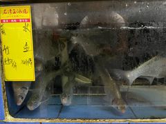 -水上鱼当家