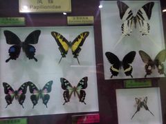 -上海昆虫博物馆