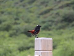 -黄龙山原始森林景区