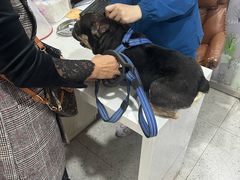 -A猫a狗全科·犬猫异宠·芥西宠物医院(南开总院)