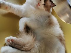 -东方名猫馆·英短金渐层布偶猫舍(环线广场1号楼店)