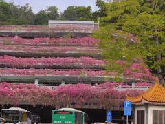 -深圳仙湖植物园