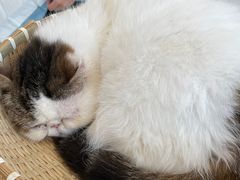 -共舞时光猫咖·狗咖(新街口店)