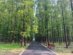 -东平国家森林公园