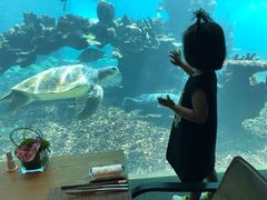 -海棠湾洲际-涛·海底餐厅·美人鱼·自助餐·海底隧道