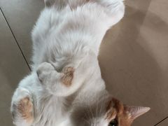 -佳怡动物医院·平价24小时·猫专科骨外科