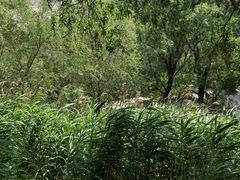 -碓臼峪自然风景区