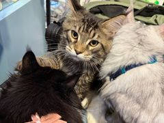 -BABIT巴比特宠物(MOMOPARK店)