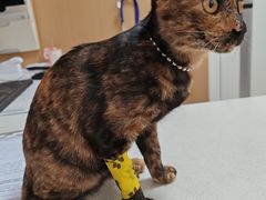 -瑞派康怡24h宠物医院·犬猫医疗中心·微创绝育(瑞景分院)
