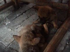 android_upload_pic-小竹林农庄