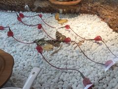 -慢丽江·云南野生菌土鸡锅(付家庄店)