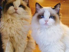 -猫十亿·布偶金渐层·曼基康矮脚猫舍(青年路店)