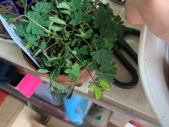 -武汉花鸟市场