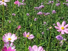-西京湾花海