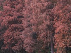 -深圳仙湖植物园