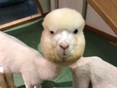 -藦茜花园宠物主题亲子互动体验馆(国顺东路店)