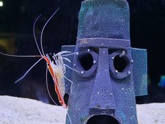 -海合安天津极地海洋公园