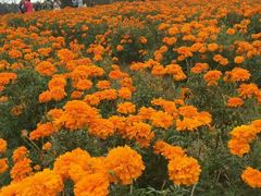 -松山湖梦幻百花洲